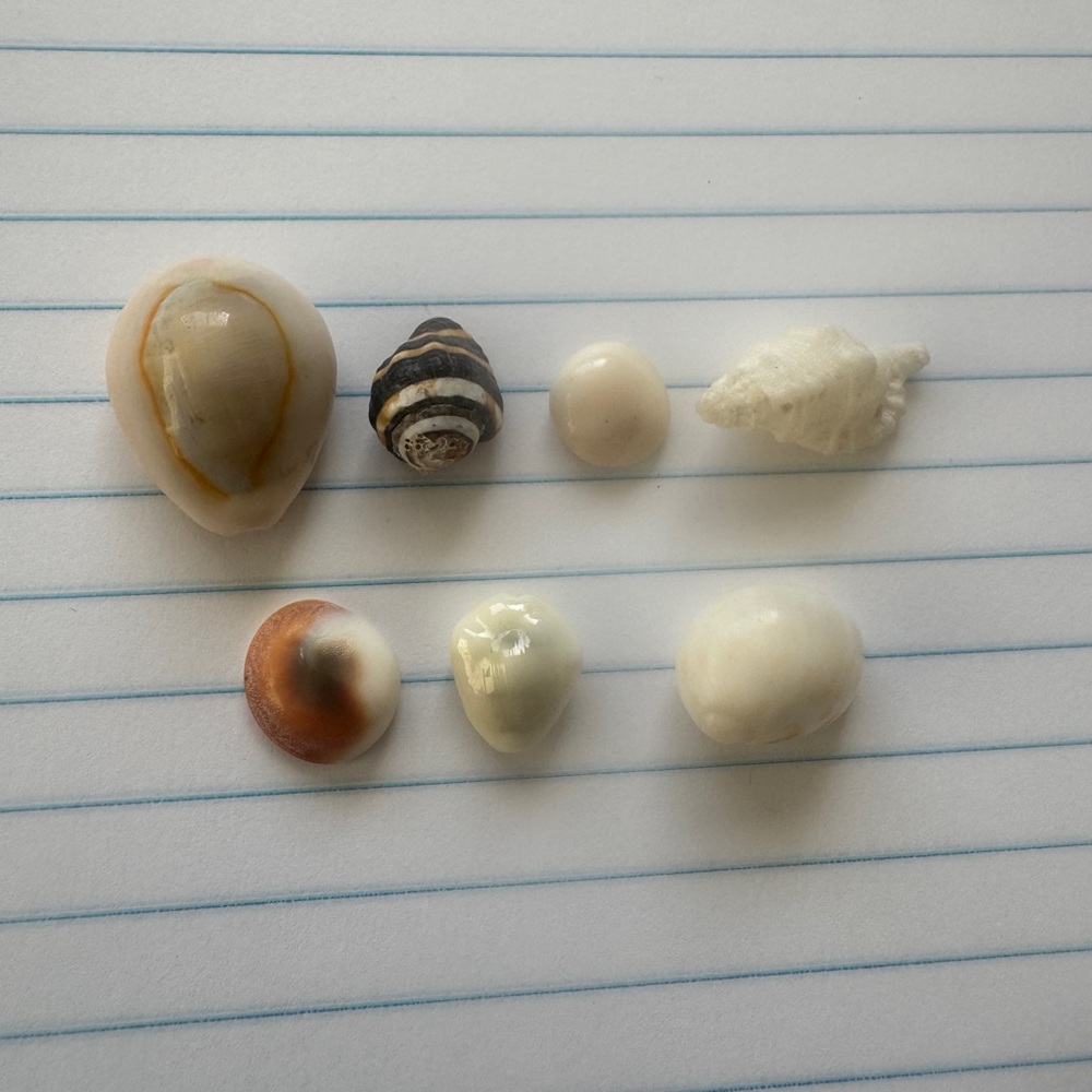Natural Seashell Collection (Pacific)